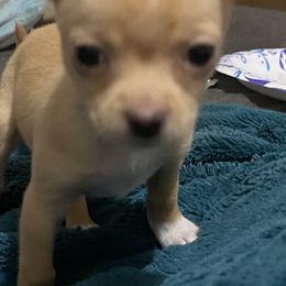 Chihuahua Puppies from Grandbaby Chihuahuas