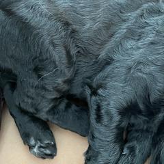 Red - Double Doodle puppy in Gilbert, Arizona from Emmie’s Doodle Pups