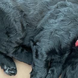 Red - Double Doodle puppy in Gilbert, Arizona from Emmie’s Doodle Pups