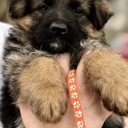Riley - Black and red female German Shepherd puppy in Johnstown, Ohio from Vom Haus Neufus