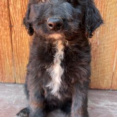 Bordoodle Puppies from JM Lazy S Doodles