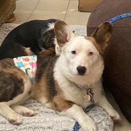 Falkor - American Corgi