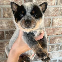Girl 2 - Blue female Australian Cattle Dog puppy in Irvington, Kentucky from Dry Valley’s Australian Cattle Dogs