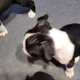 Boston Terrier Puppies from Furhill's Boston Terriers