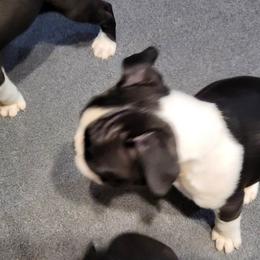 Boston Terrier Puppies from Furhill's Boston Terriers