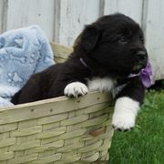 Tiana (Purple) - White and black female Karakachan puppy in Franklin, Pennsylvania from Harvest Plantation