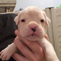 Victor - White male Boxer puppy in East Moline, Illinois from WildRiver Boxers