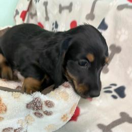 Blue - Black and tan female Dachshund puppy in Cumby, Texas from Dog Daze Ranch