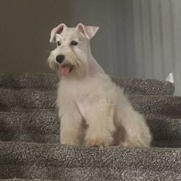 Thor - Miniature Schnauzer