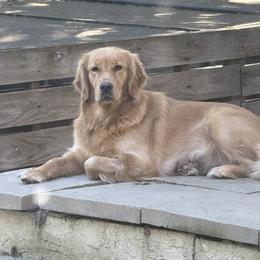 Ivy - Golden Retriever