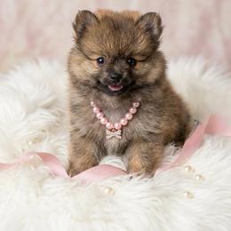 Mocha Bella - Orange sable female Pomeranian puppy in Naples, Florida from 🤎 Dreaming Puppies 🐶