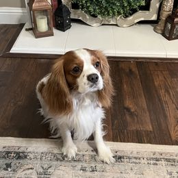 Cavalier King Charles Spaniel Puppies from Countryside Royalty Cavaliers