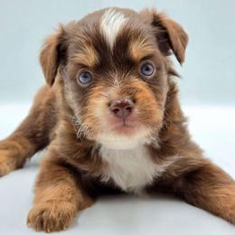 Stone - Red tri male Toy Australian Shepherd puppy in Carmichael, California from Aloe Aussies