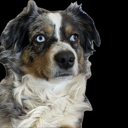 Chica - Miniature Australian Shepherd