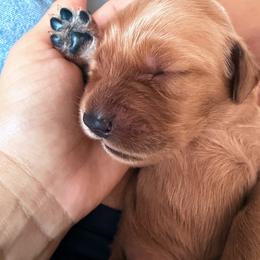 Pink - Dark golden female Golden Retriever puppy in Smithfield, Utah from Golden Palms Puppies