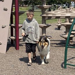 Collies from Rusty Spur Collies