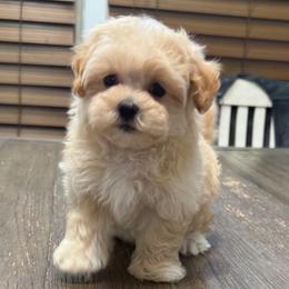 Dawson - Apricot male Maltipoo puppy in Lebanon, Kentucky from Mosaic Merle Doodles