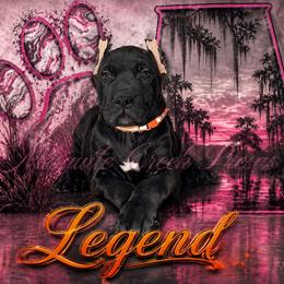 Legend - Black male Perro de Presa Canario puppy in Horizon, Texas from Mesquite Creek Kennels
