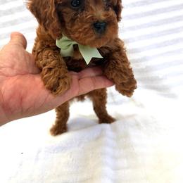 Karson - Red  male Poodle puppy in Mint Hill, North Carolina from DoodleForever