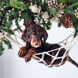 Brooks - Phantom male Poodle puppy in Gaylord, Michigan from Dog Mom Co.