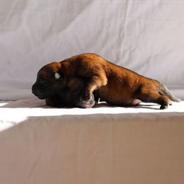 Belgian Malinois, Dutch Shepherd, and German Shepherd Puppies from Andy's Elite K9