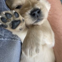 Golden Retriever Puppies from Sweeter Than Honey Golden Retrievers, LLC.