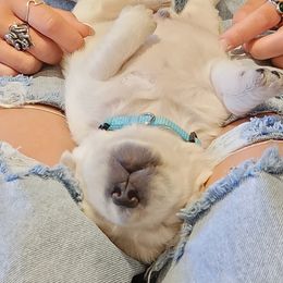 Golden Retriever Puppies from Golden West English Creams