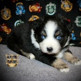 Winter - Black tri female Miniature Australian Shepherd puppy in El Dorado Springs, Missouri from HP Aussie Kennels