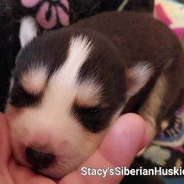 Nefaria - Black and white female Siberian Husky puppy in Savannah, Georgia from Stacy's Siberian Huskies