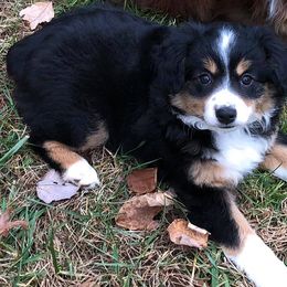 Miniature Australian Shepherd All Grown Up from Noble Custom Mini and Toy Aussies
