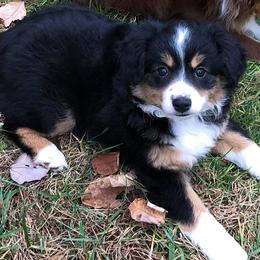 Miniature Australian Shepherd All Grown Up from Noble Custom Mini and Toy Aussies