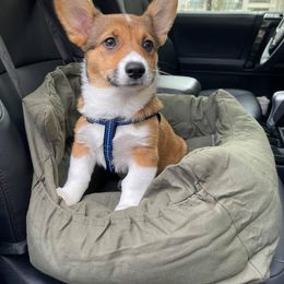 Cocker Spaniel and Pembroke Welsh Corgi Puppies from Sunflower Farms