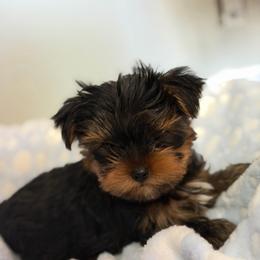 Boy 5 - Black and tan male Yorkshire Terrier puppy in Livermore, California from Ruben & Tatiana’s Yorkshire Terriers