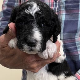 Black collar - male Newfypoo puppy in Fairfield, California from Twin Sisters Doodles