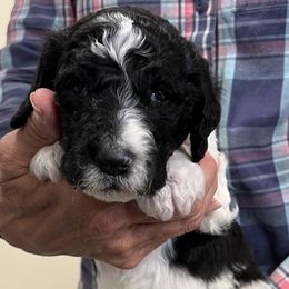 Black collar - male Newfypoo puppy in Fairfield, California from Twin Sisters Doodles