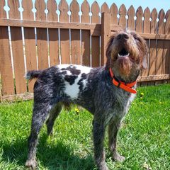 German Wirehaired Pointers from Grimmet German Wirehaired Pointers