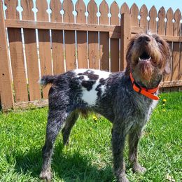 German Wirehaired Pointers from Grimmet German Wirehaired Pointers