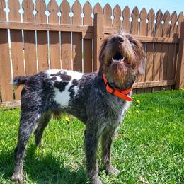 German Wirehaired Pointers from Grimmet German Wirehaired Pointers