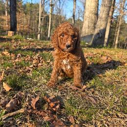 Orange - Red  female Poodle puppy in Summit, Mississippi from poodles and doodles llc