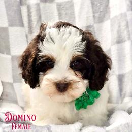 Domino - Chocolate Parti Tri - Tri-color female Australian Labradoodle puppy in Beecher, Illinois from Erica’s Doodles