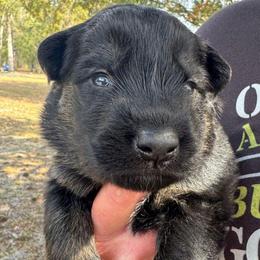 Silver collar girl - Bi-color female German Shepherd puppy in Lake City, Florida from Saylor Shepherds
