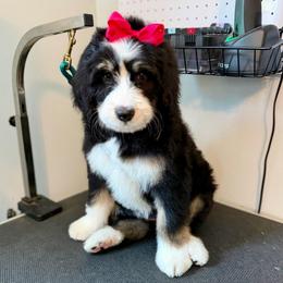 Angelica (Pink collar) - Tri-color female Bernedoodle puppy in Boiling Springs, South Carolina from OlliePups, LLC