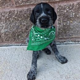 Boy 2 - Black and white male German Wirehaired Pointer puppy in Potosi, Wisconsin from Point and Flush Gun Dogs