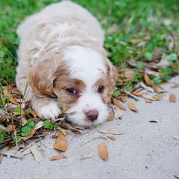 Cockapoo Puppies from Eden Dog