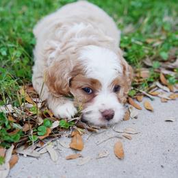 Cockapoo Puppies from Eden Dog