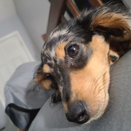 Sassy - Dachshund