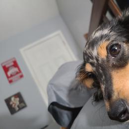 Sassy - Dachshund