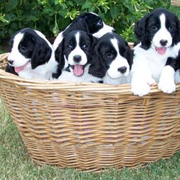 English Springer Spaniel Puppies from Kytra's Kennels
