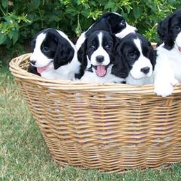 English Springer Spaniel Puppies from Kytra's Kennels
