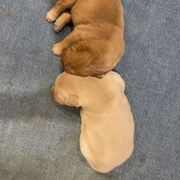 Golden Retriever Puppies from Mountain Bay Goldens